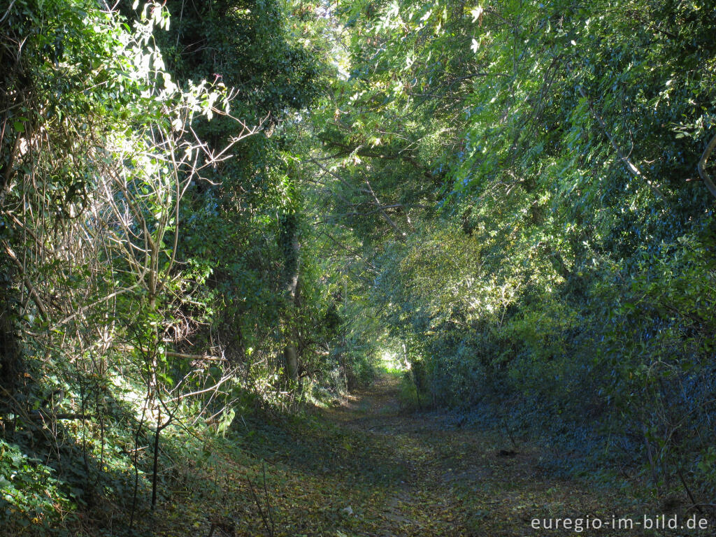 Detailansicht von Hohlweg bei Orsbach