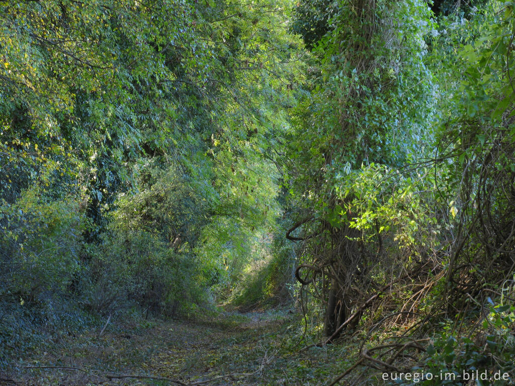 Detailansicht von Hohlweg bei Orsbach