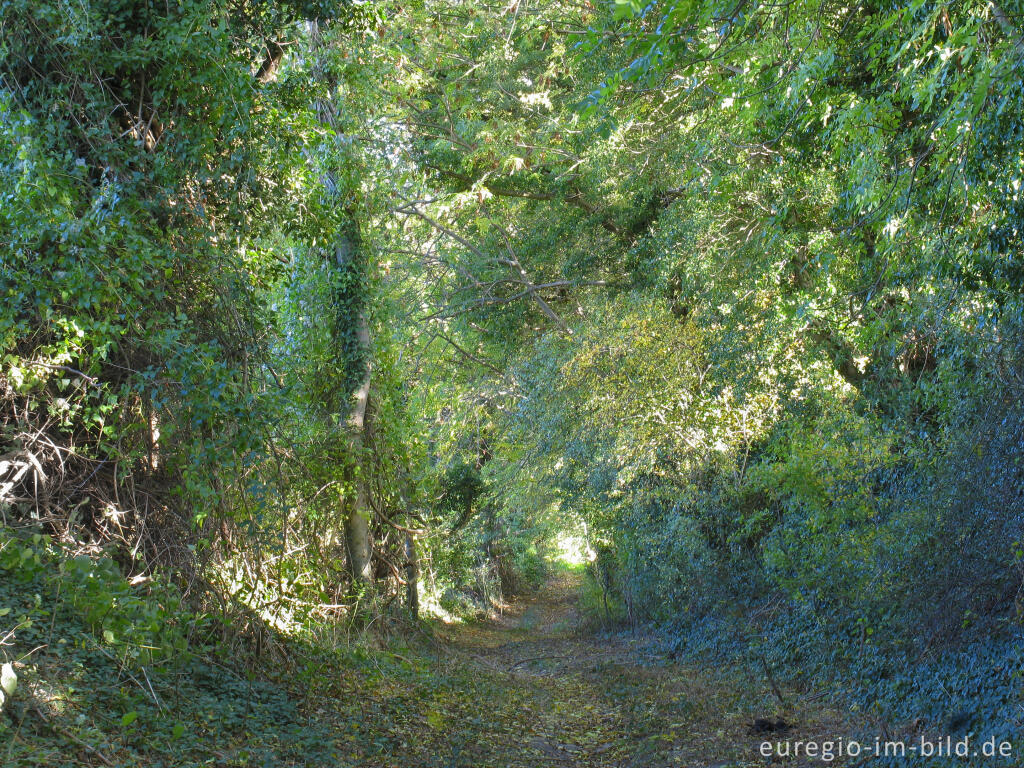 Detailansicht von Hohlweg bei Orsbach