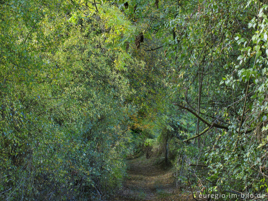 Detailansicht von Hohlweg bei Orsbach