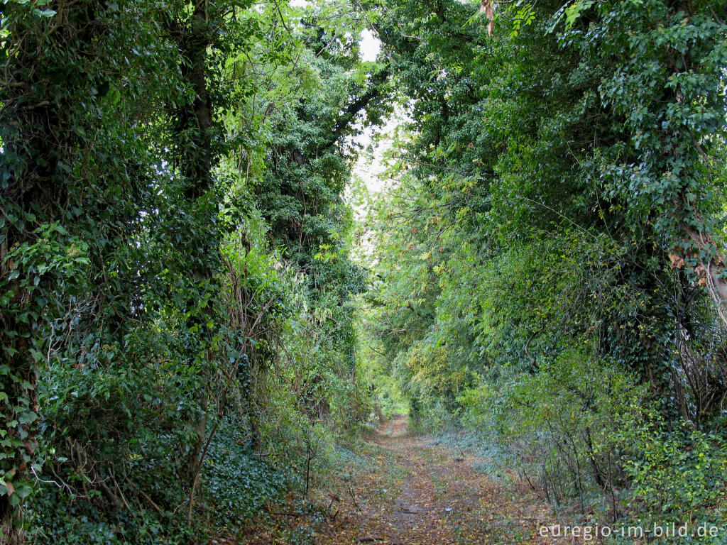 Detailansicht von Hohlweg bei Orsbach