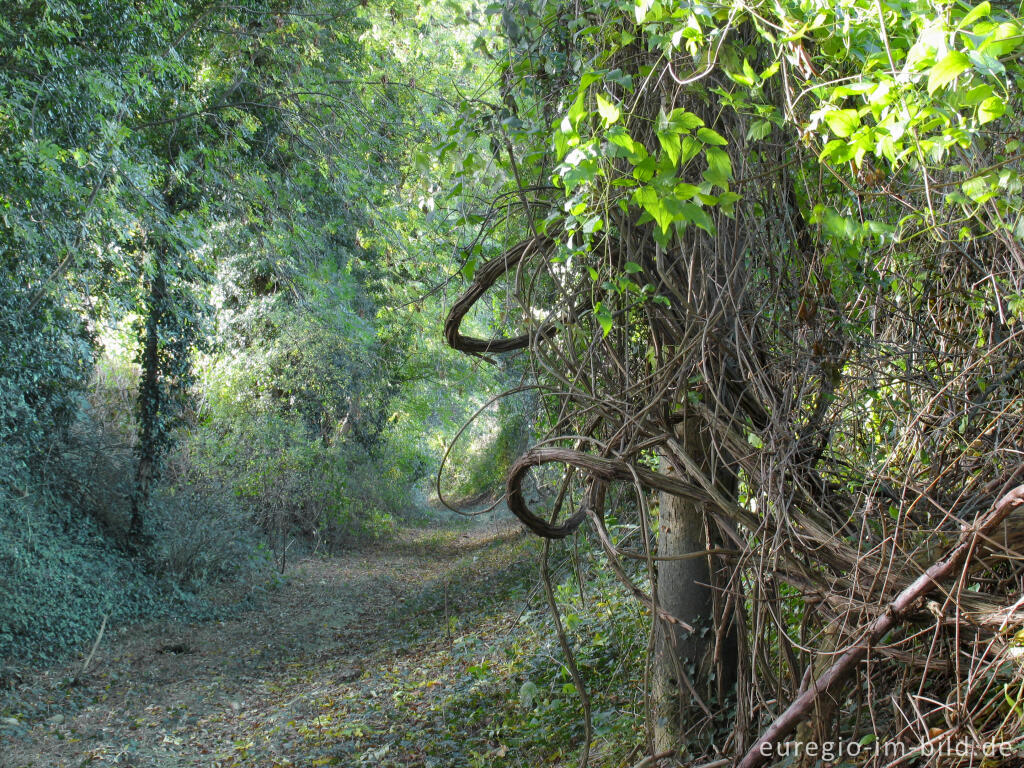 Detailansicht von Hohlweg bei Orsbach