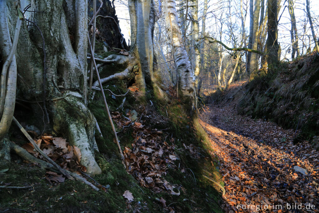 Detailansicht von Hohlweg, "Dorfrundgang Lammersdorf"