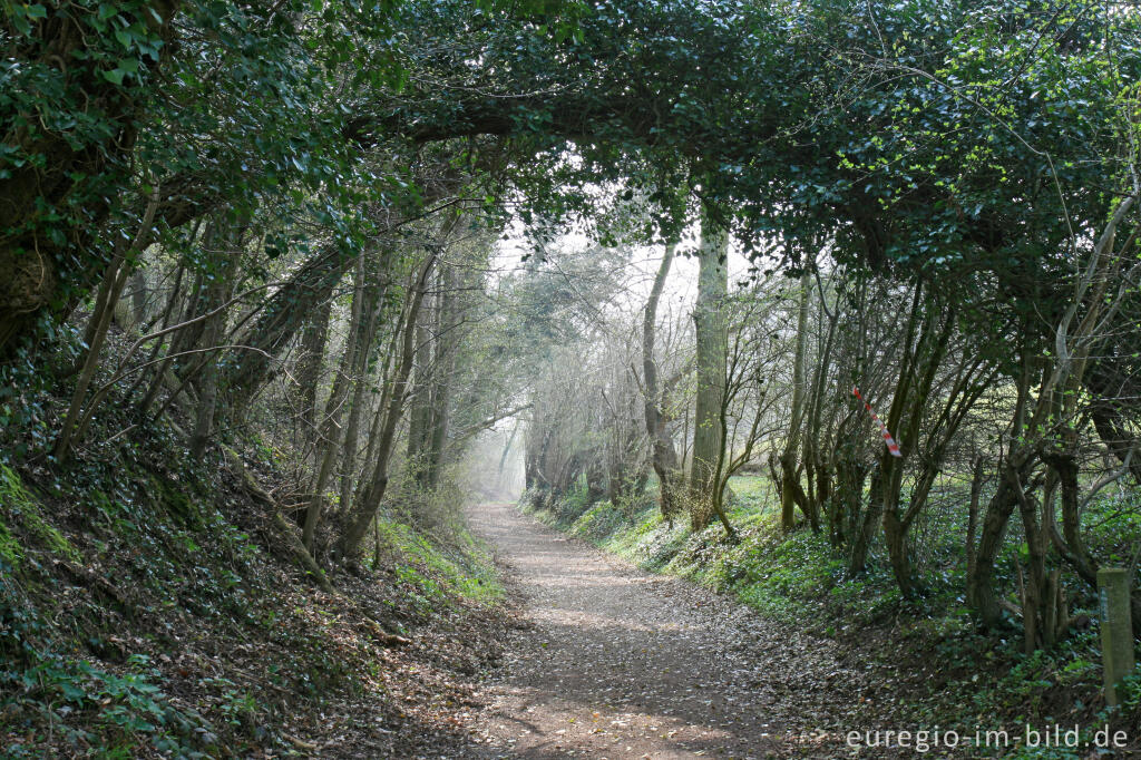 Detailansicht von Hohlweg im Naturpark Ingendael, Geultal bei Valkenburg