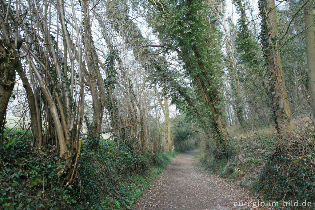 Hohlweg im Naturpark Ingendael, Geultal bei Valkenburg