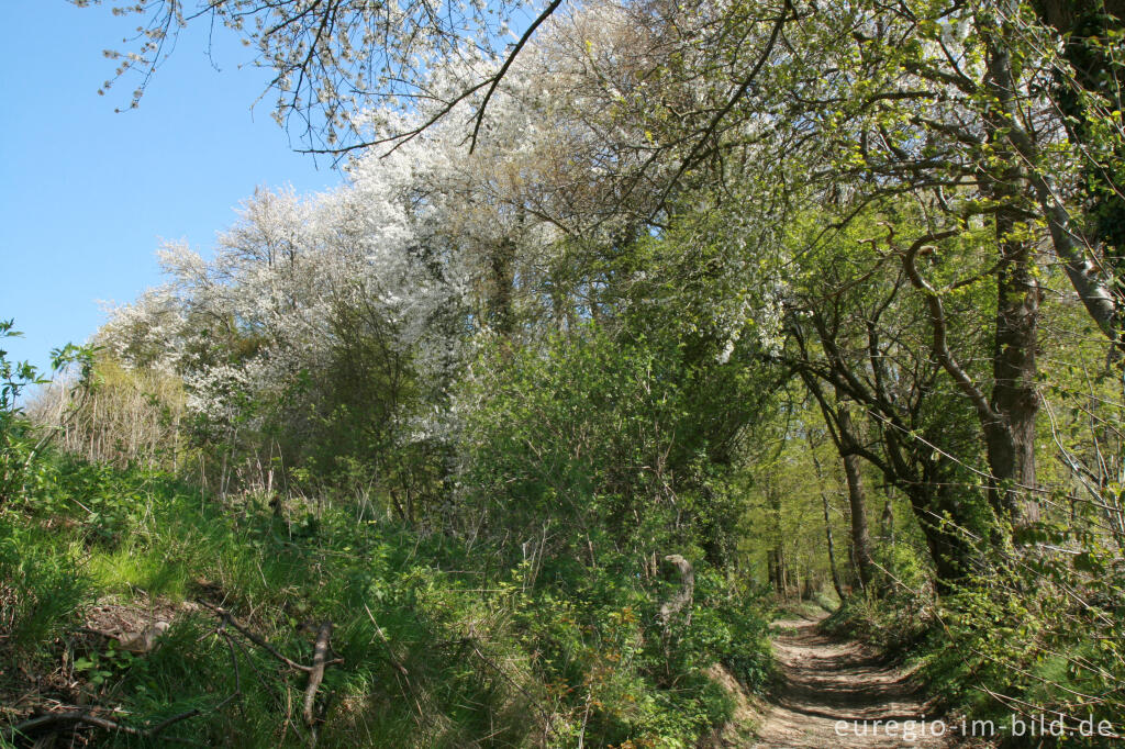 Detailansicht von Hohlweg mit Kirschblüten