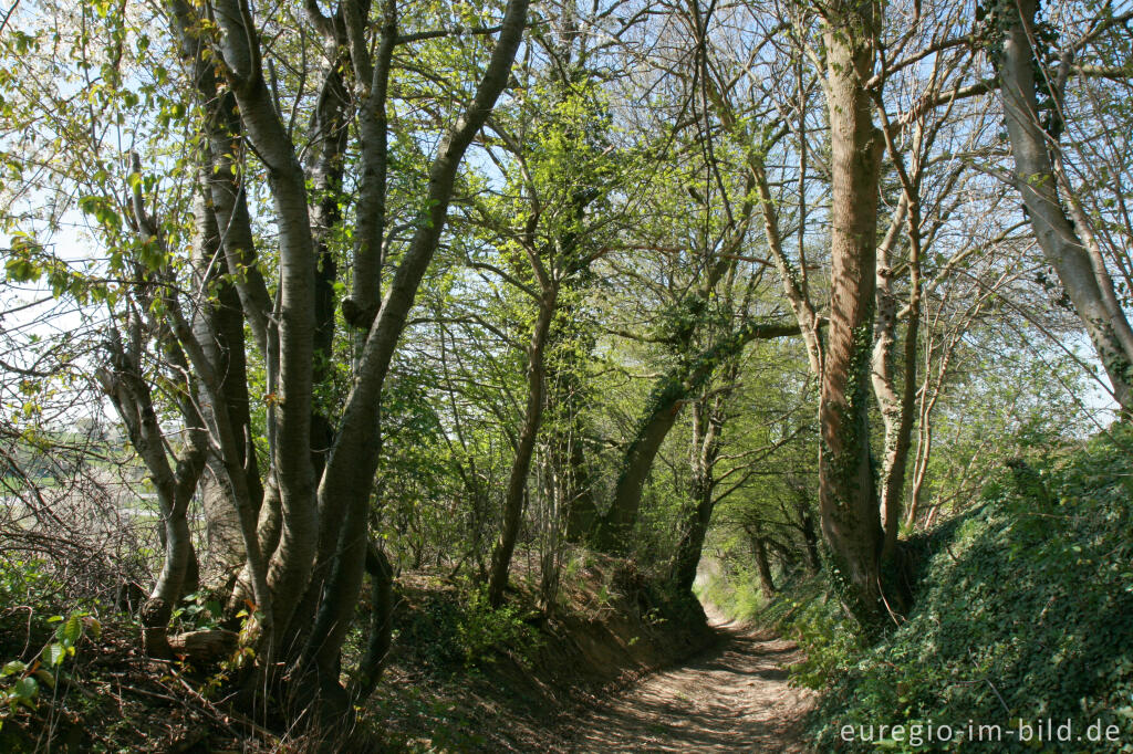 Detailansicht von Hohlweg mit Kirschblüten