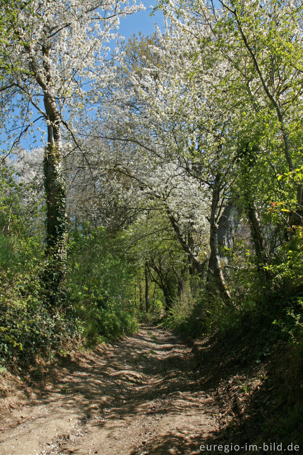 Detailansicht von Hohlweg mit Kirschblüten