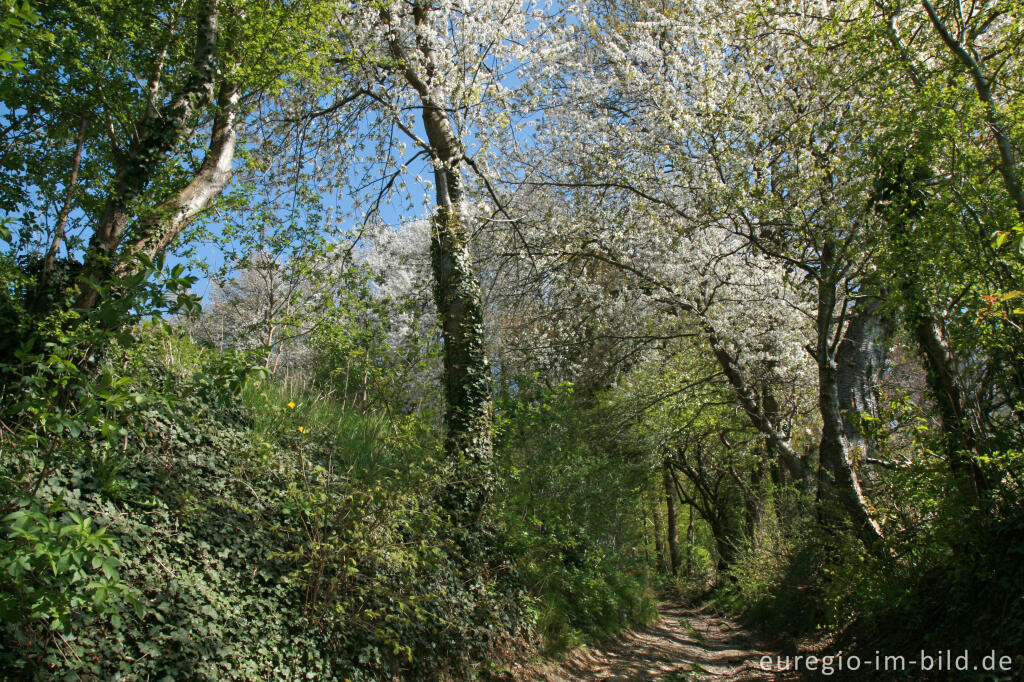 Detailansicht von Hohlweg mit Kirschblüten