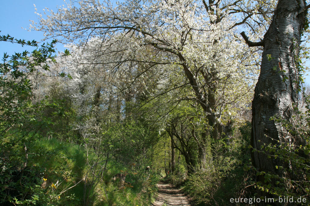 Detailansicht von Hohlweg mit Kirschblüten