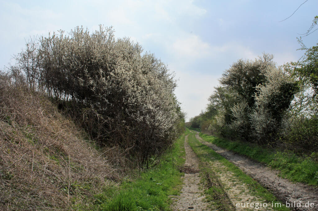 Detailansicht von Hohlweg mit Schlehen zwischen Lemiers und Orsbach (Aachen)