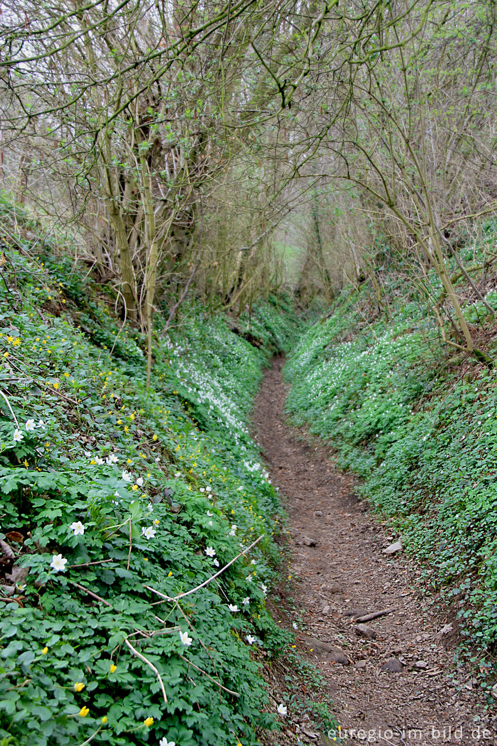 Detailansicht von Hohlweg zwischen dem Lontzenerbach und Gut Semmel