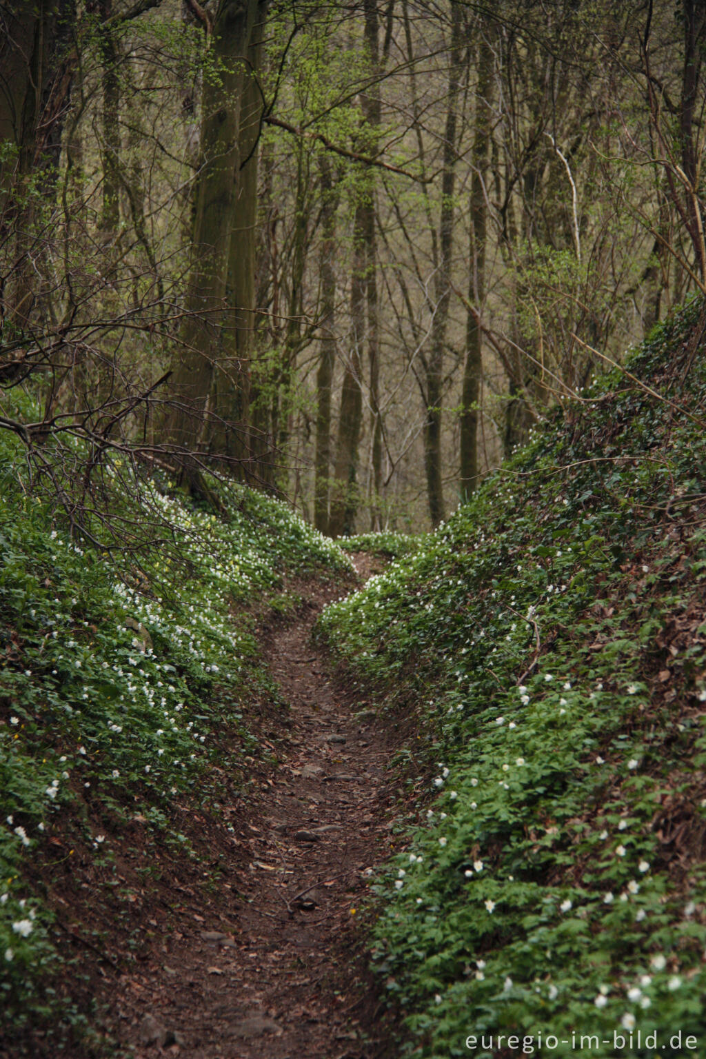 Hohlweg zwischen dem Lontzenerbach und Gut Semmel