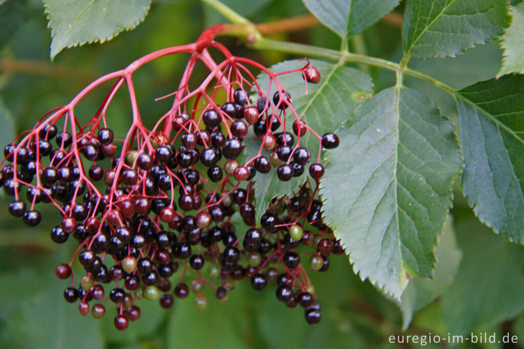 Holunder, Schwarzer Holunder, Sambucus nigra