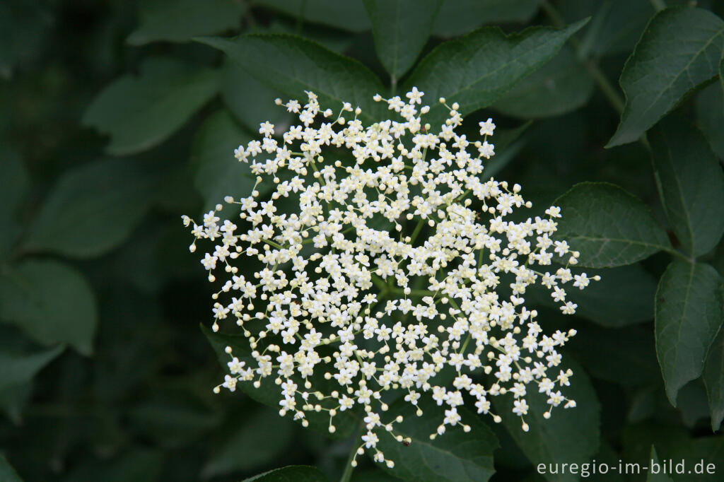 Detailansicht von Holunderblüte, Sambucus nigra                                     