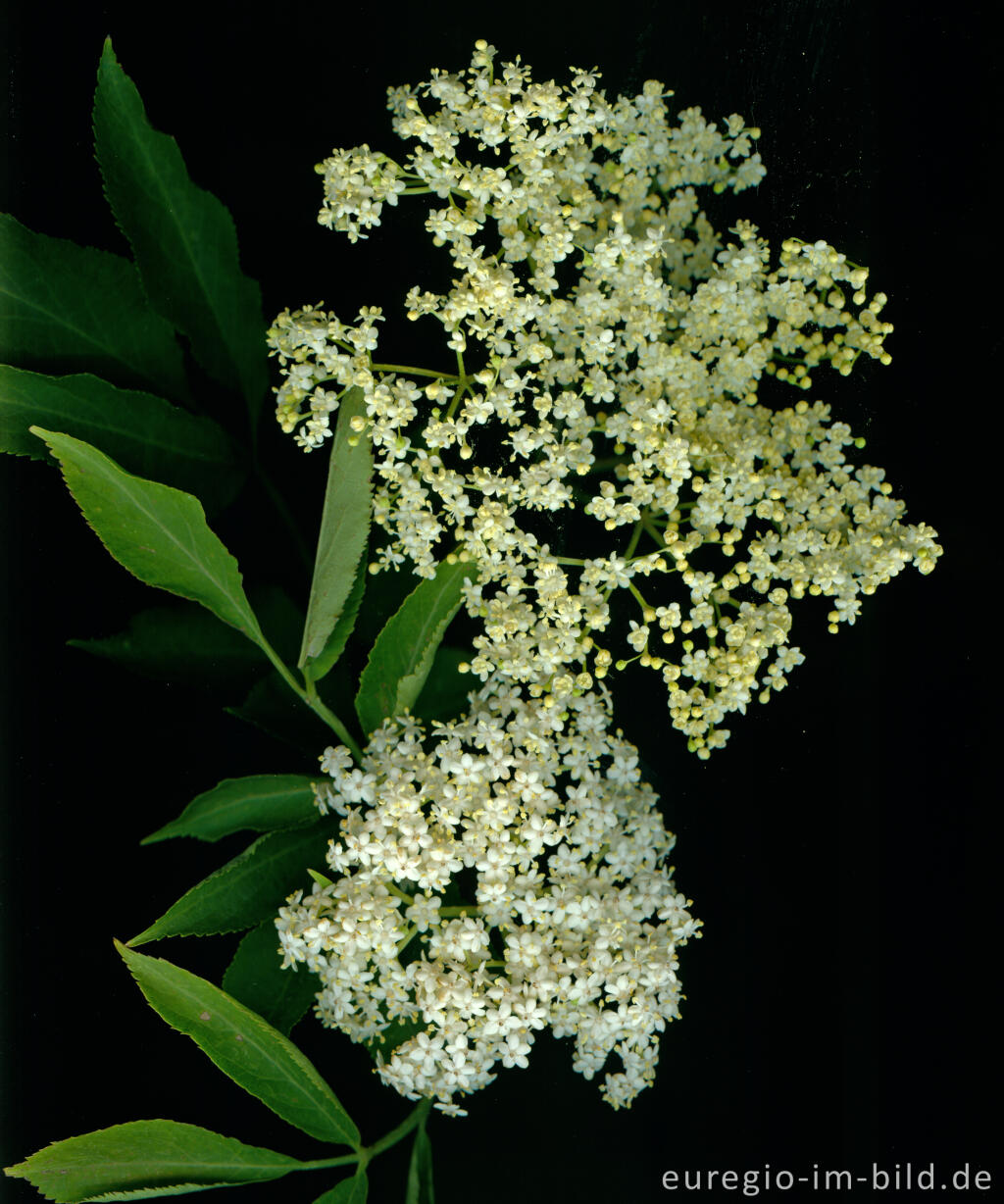 Detailansicht von Holunderblüten, Sambucus nigra