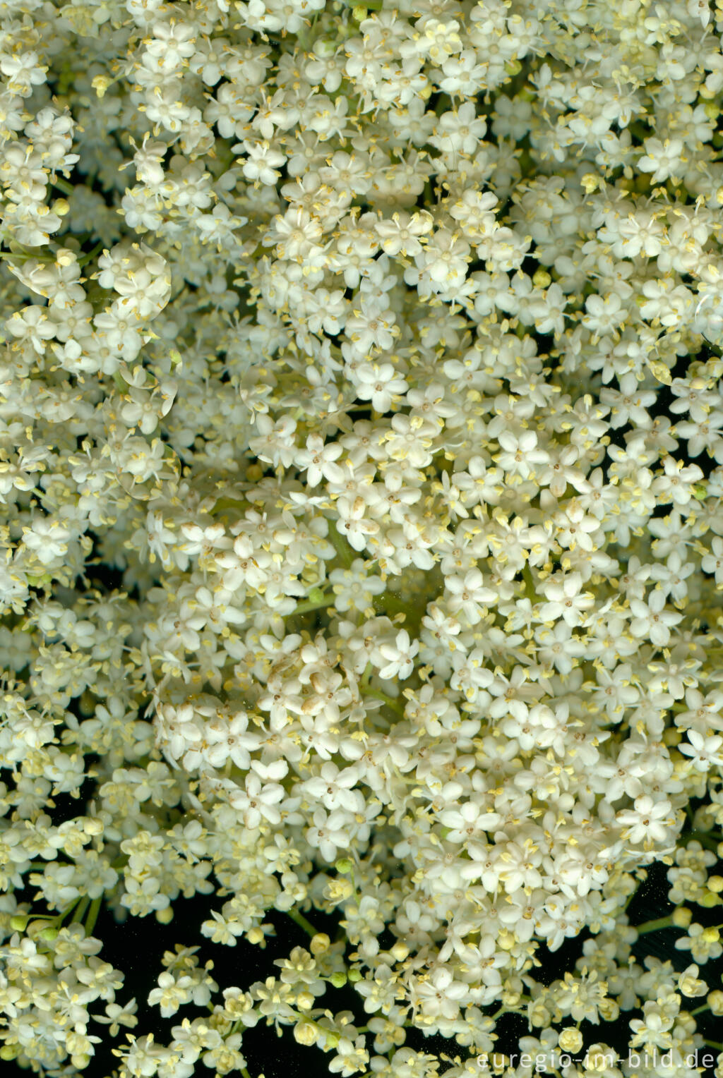 Detailansicht von Holunderblüten, Sambucus nigra