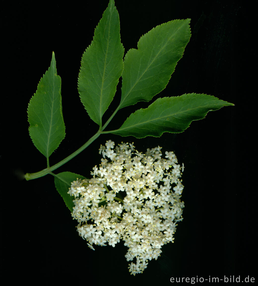 Detailansicht von Holunderblüten, Sambucus nigra