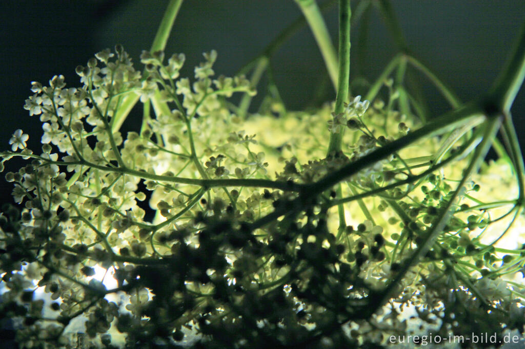 Detailansicht von Holunderblüten, Sambucus nigra