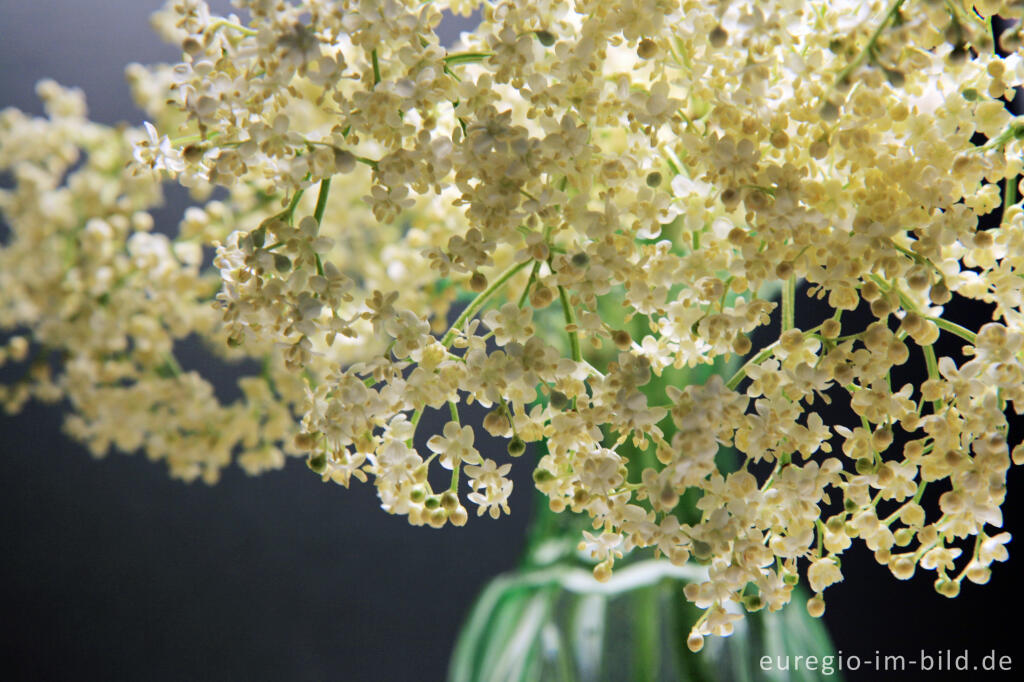 Detailansicht von Holunderblüten, Sambucus nigra