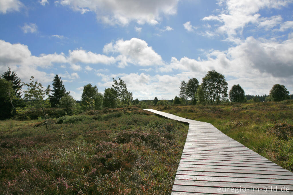 Detailansicht von Holzsteg im Brackvenn, Hohes Venn