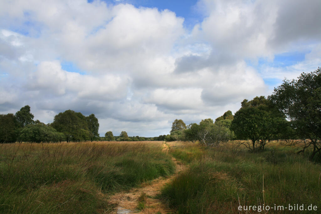 Detailansicht von Holzsteg im Kutenhart, Hohes venn, B