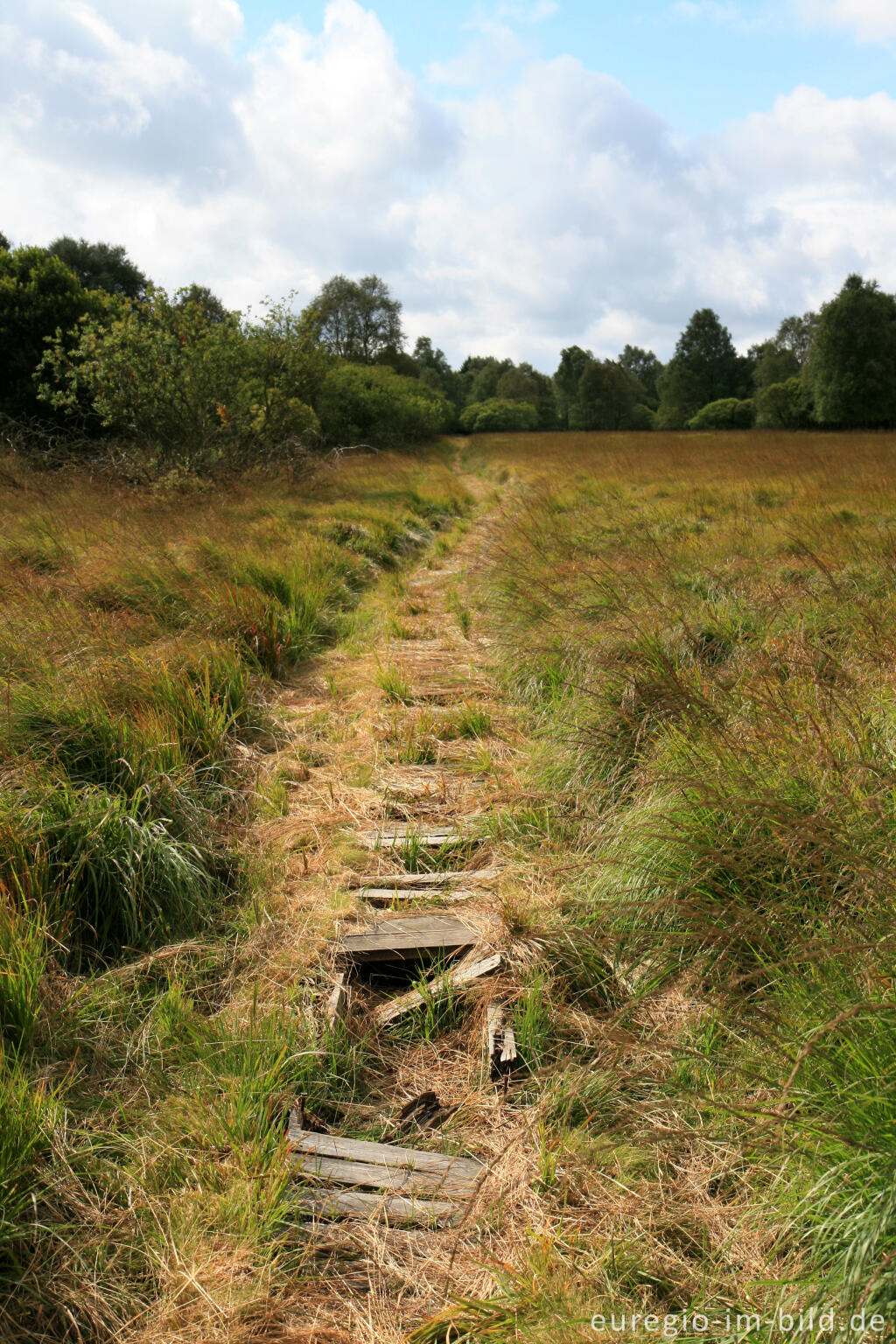 Detailansicht von Holzsteg im Kutenhart, Hohes Venn, B