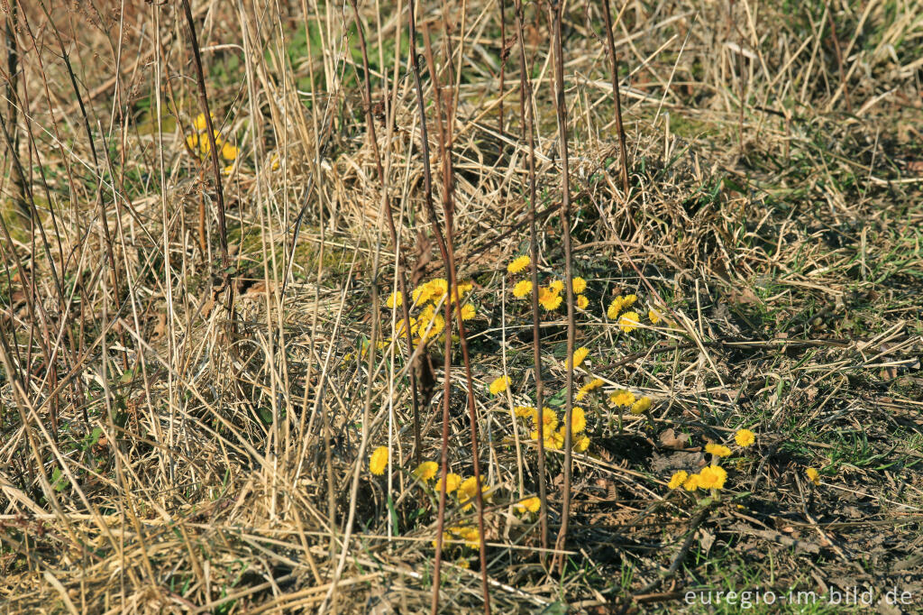 Detailansicht von  Huflattich, Tussilago farfara