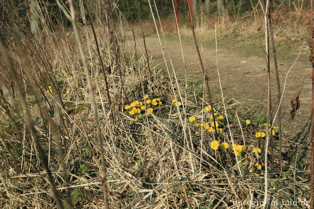 Detailansicht von  Huflattich, Tussilago farfara