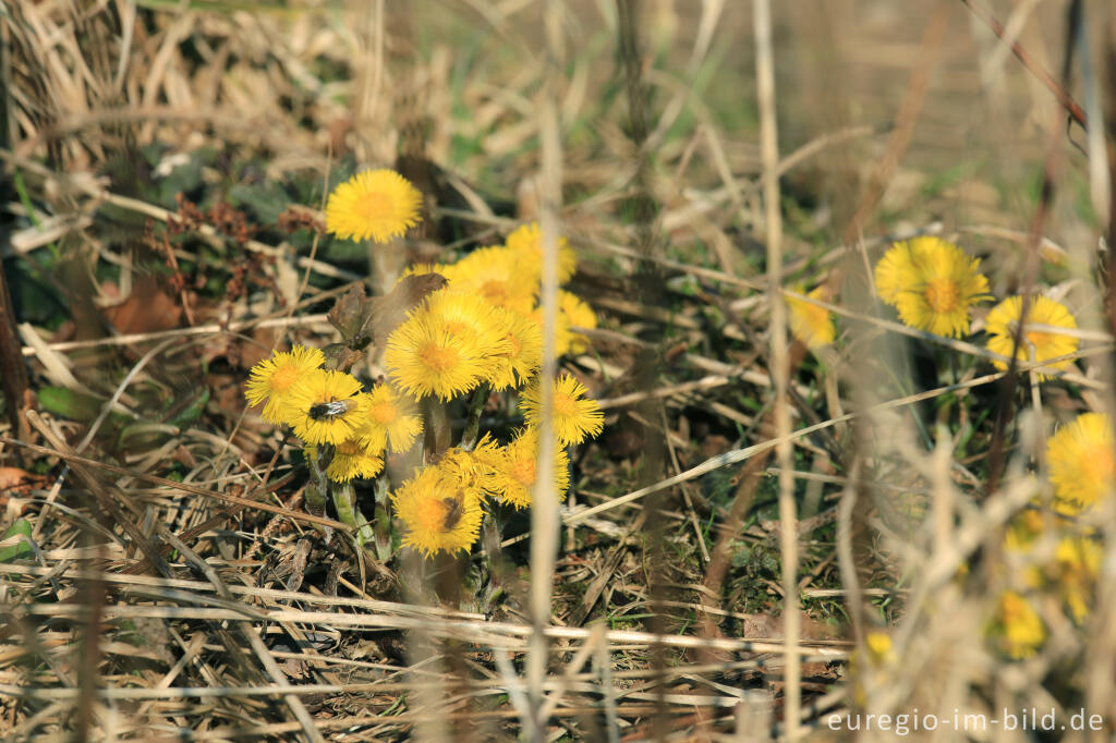 Detailansicht von  Huflattich, Tussilago farfara