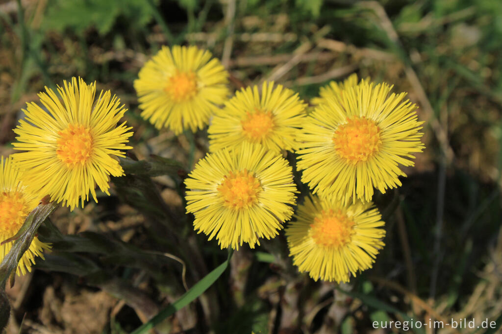 Detailansicht von Huflattich, Tussilago farfara