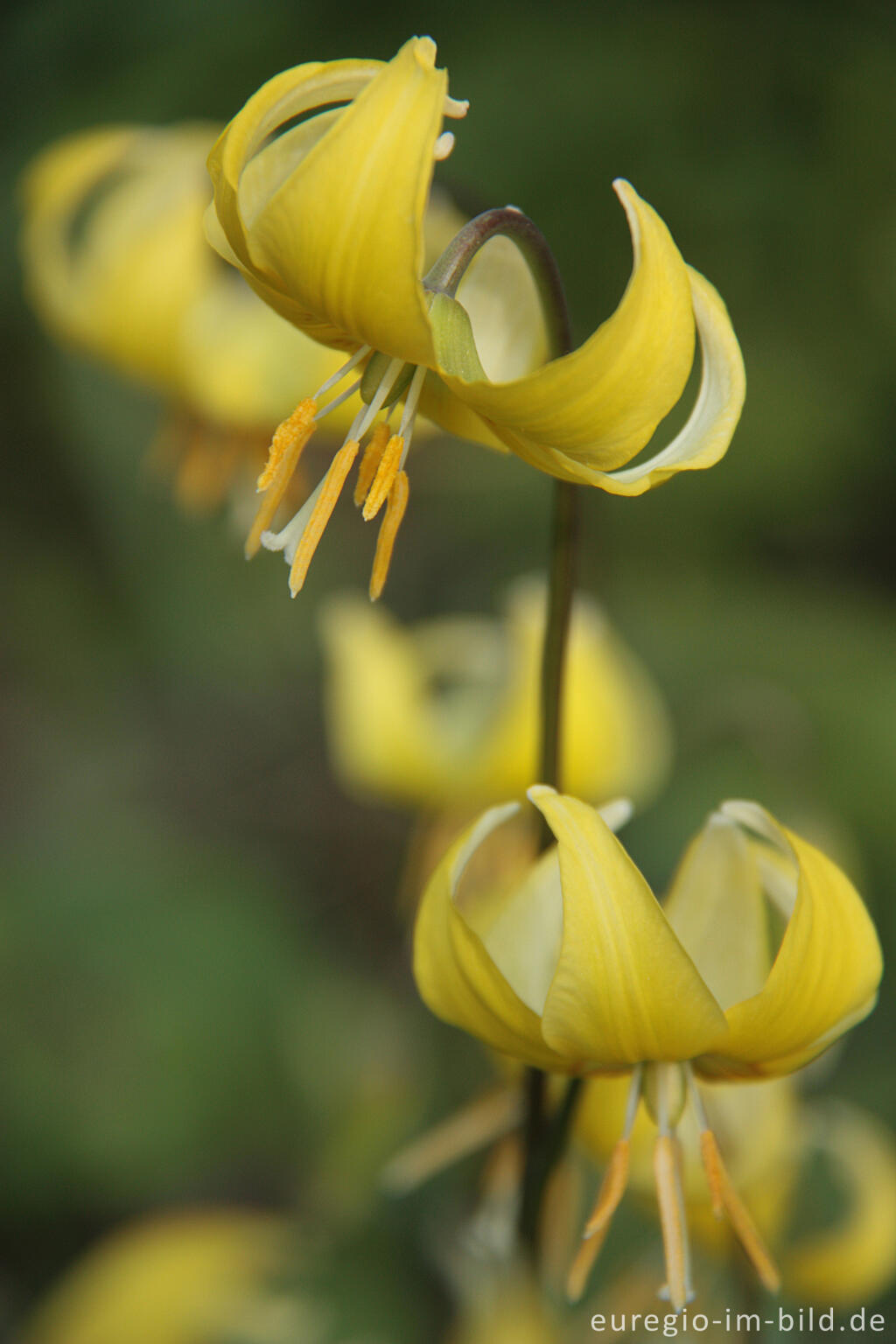 Detailansicht von Hundszahn, Erythronium Pagoda