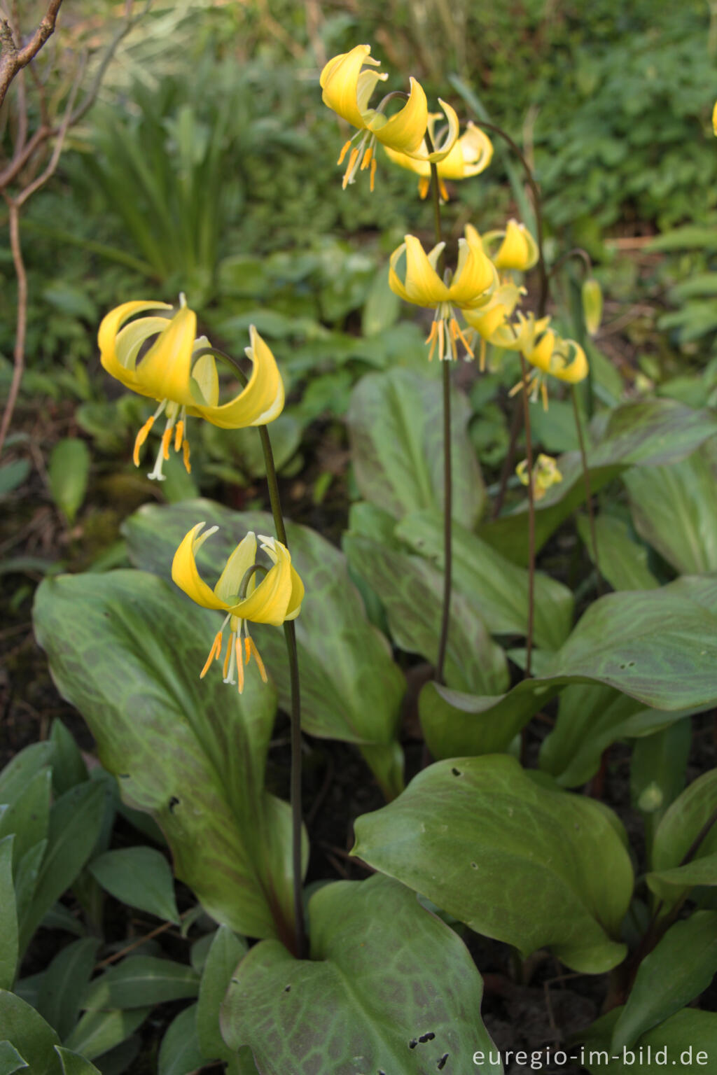 Detailansicht von Hundszahn, Erythronium Pagoda