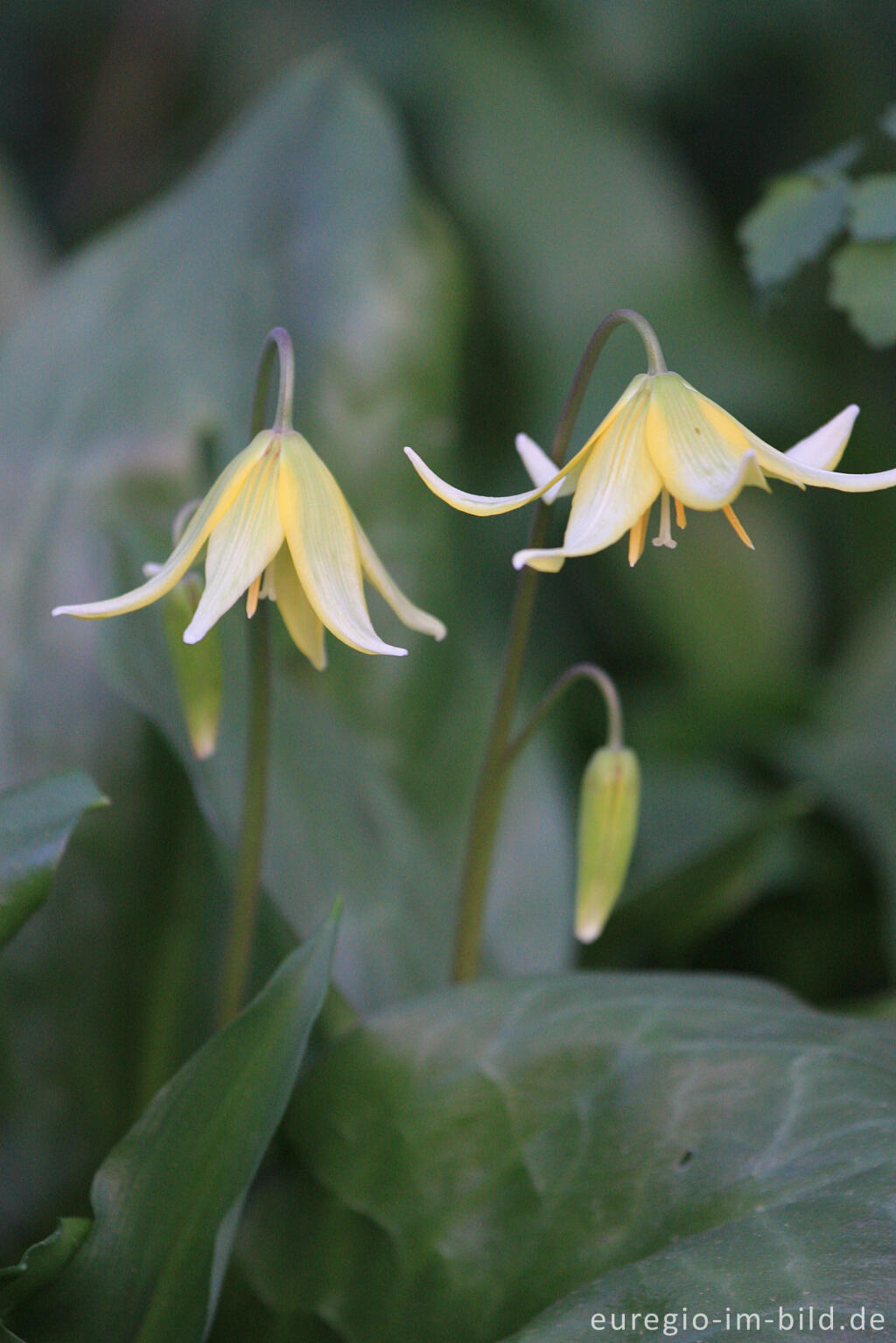 Detailansicht von Hundszahn, Erythronium