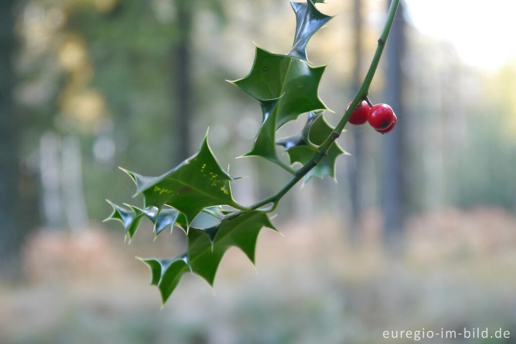 Detailansicht von Ilex auf dem Struffelt bei Roetgen