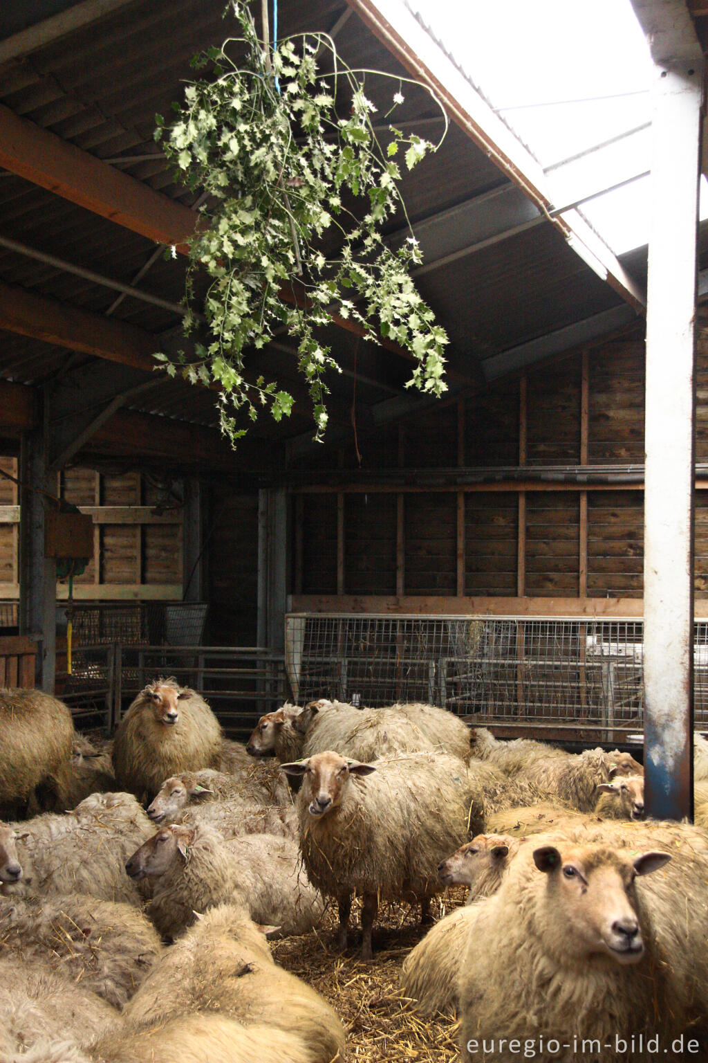 Detailansicht von Ilexzweige im Schafstall der Schäferei "Schaapskooi Mergelland"