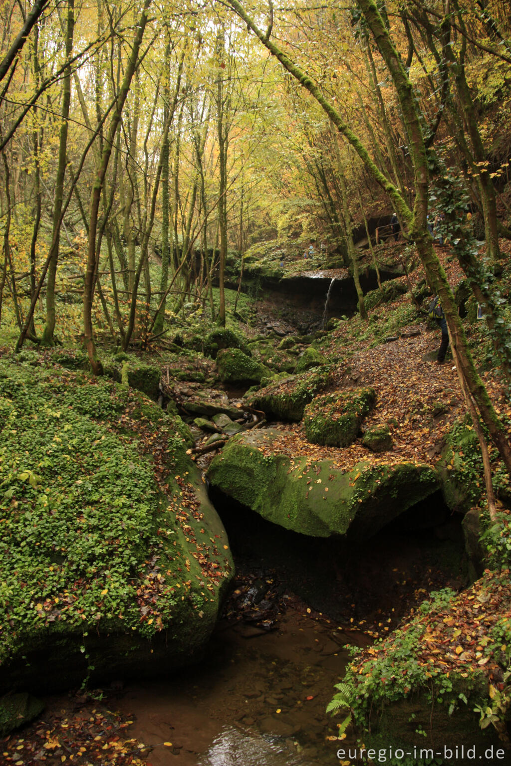 Detailansicht von Im Butzerbachtal, Südeifel