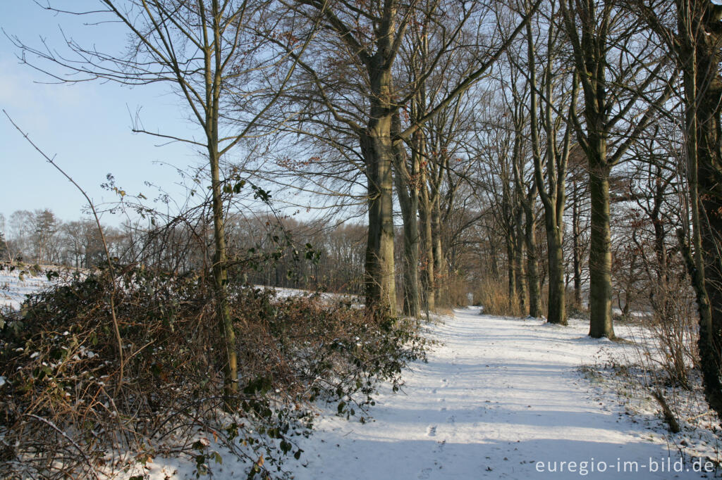 Detailansicht von Im Gasser Feld bei Aachen