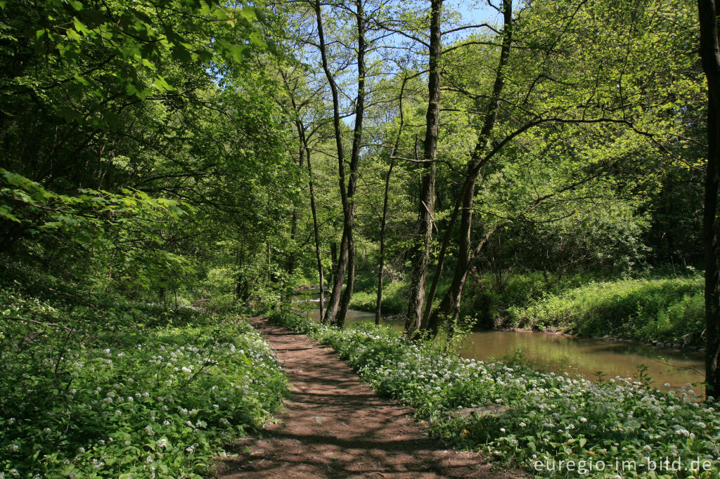 Detailansicht von Im Geultal zwischen Moresnet und PlombiÃ¨res, Belgien