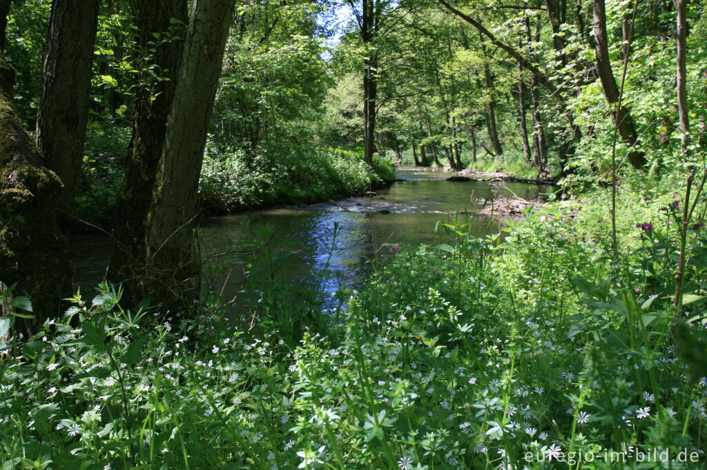 Detailansicht von Im Geutal zwischen Moresnet und Plombières, B