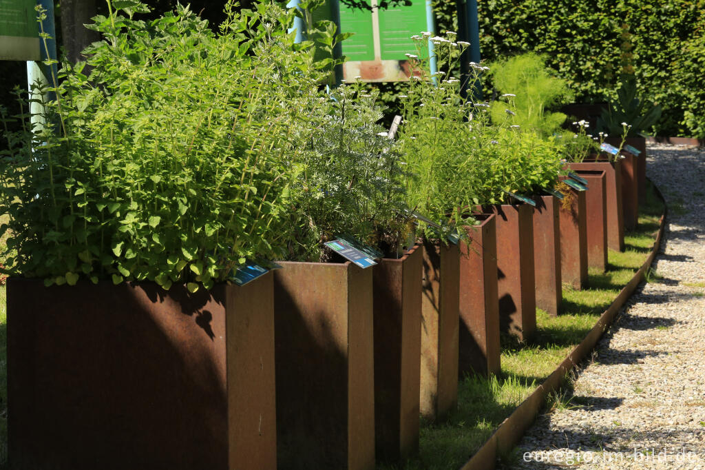 Detailansicht von Im Heilkräutergarten Herba Sana bei Bütgenbach