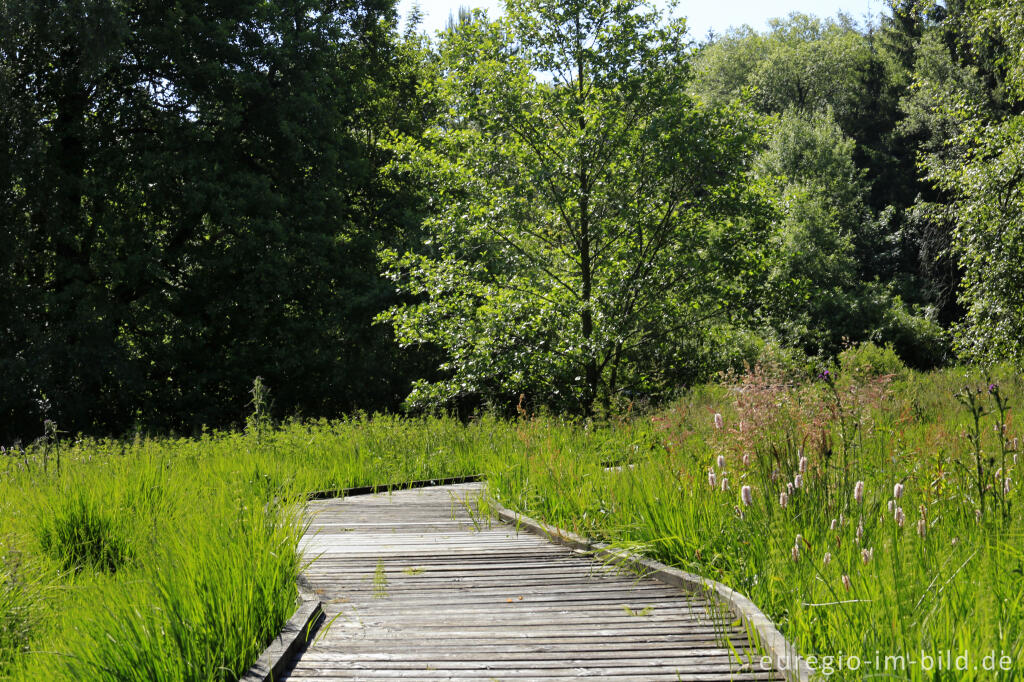 Detailansicht von Im Heilkräutergarten Herba Sana bei Bütgenbach