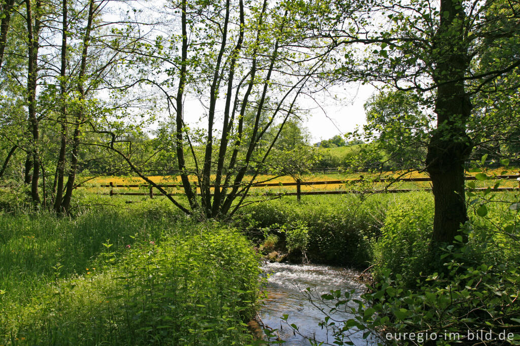 Detailansicht von Im Honbachtal