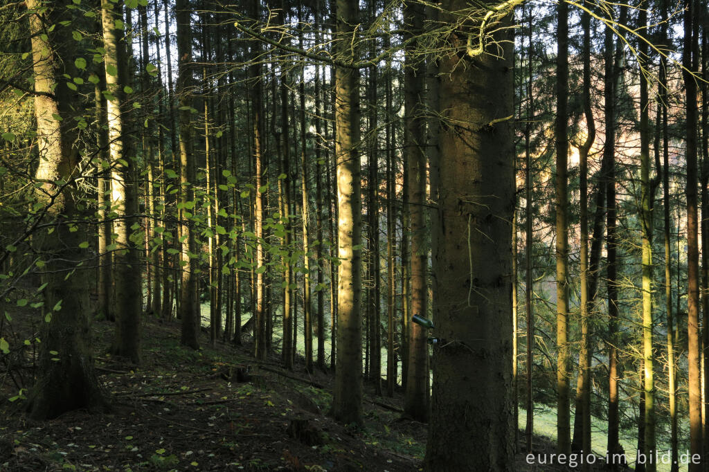 Detailansicht von Im Kalltal westlich von Simonskall, Gemeinde Hürtgenwald