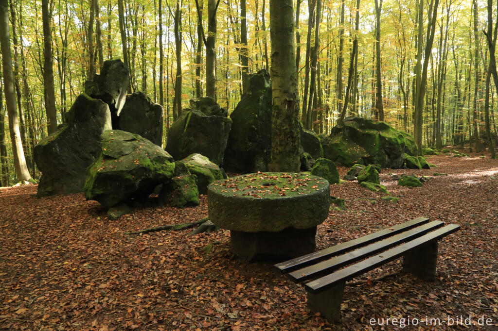 Detailansicht von Im Kottenheimer Wald beim Bellerberg-Vulkan