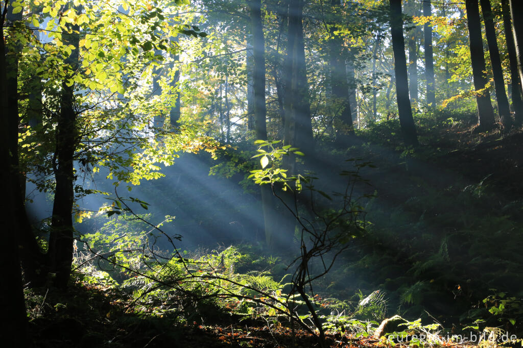 Detailansicht von Im Kottenheimer Wald beim Bellerberg-Vulkan