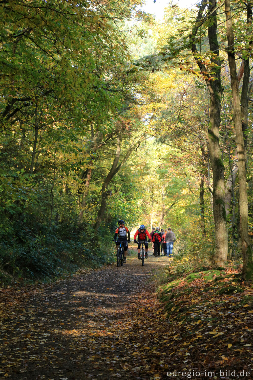 Detailansicht von Im Kottenheimer Wald beim Bellerberg-Vulkan