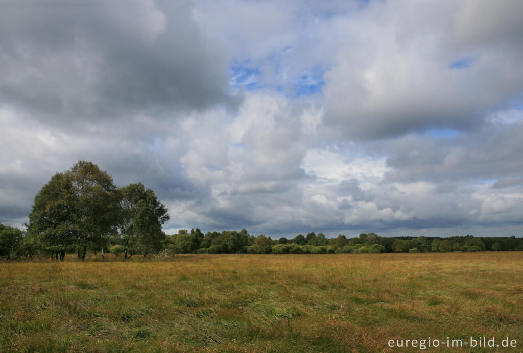 Detailansicht von Im Kutenhart, Hohes Venn, B