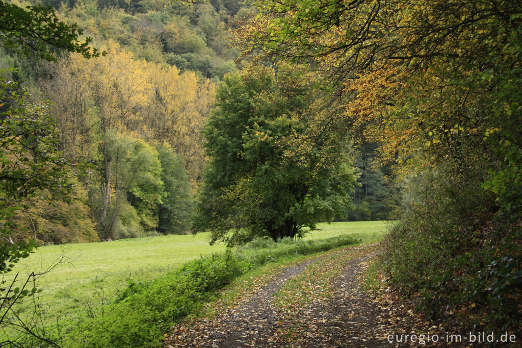 Detailansicht von Im Liesertal