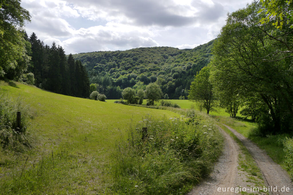 Detailansicht von Im mittleren Ourtal zwischen Dasburg und Tintesmühle